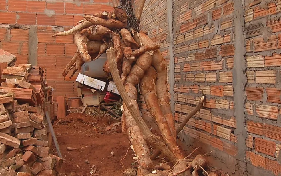 Homem usa guincho para colher raiz de mandioca (Foto: reprodução)