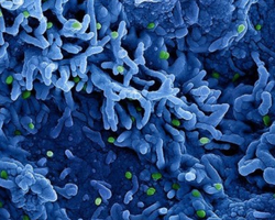 Vírus da varíola dos macacos sobrevive em superfícies por 30 dias