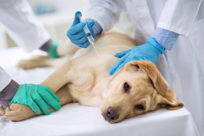 Paciente e cão estão isolados em domicílio e passam bem (Foto: Reprodução)