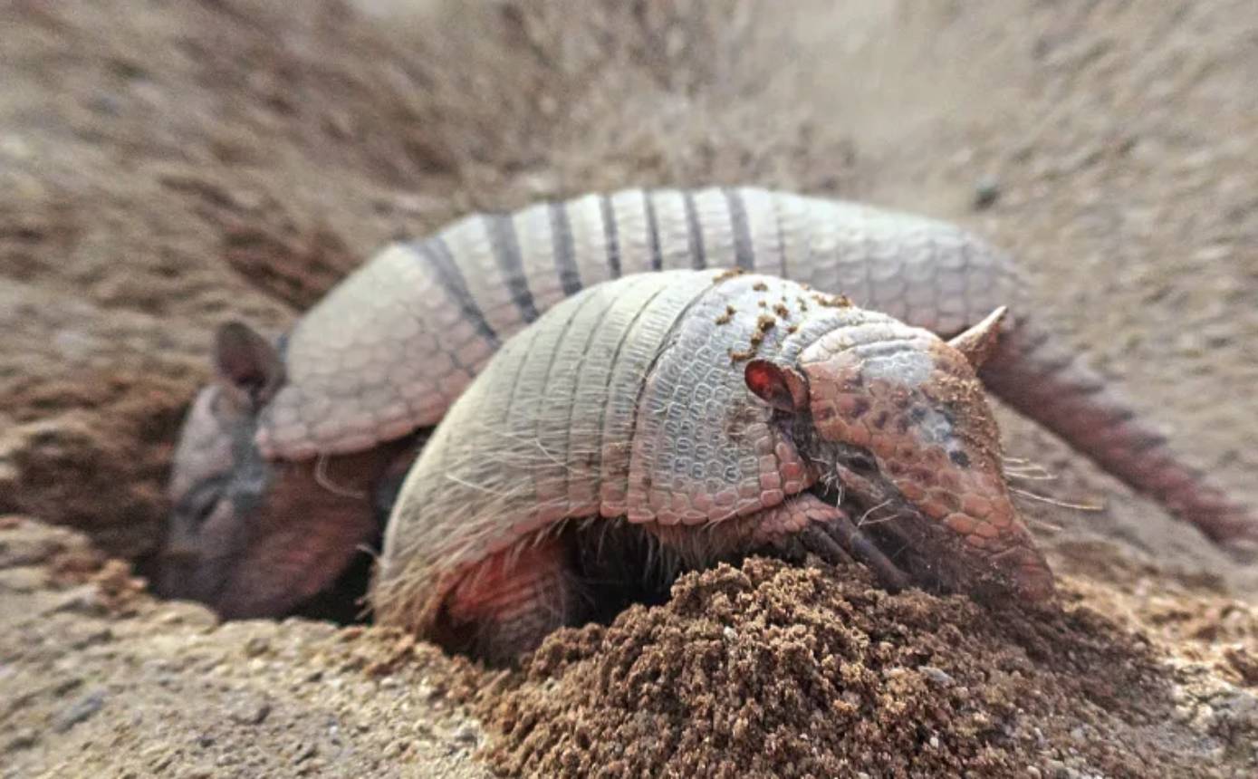 Doença do tatu