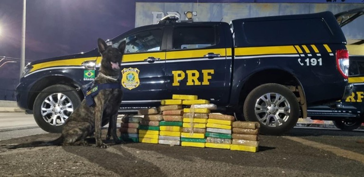 Homem é preso transportando cocaína avaliada em R$ 7 milhões na BR-316 - Imagem: Divulgação/PRF