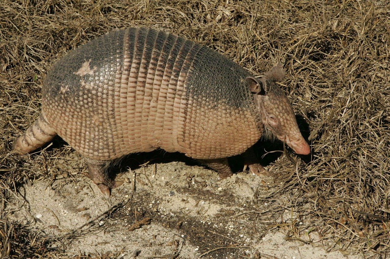 Amigo de vítima da “Doença do tatu” no Piauí tem melhora em estado de saúde (Foto: Pixabay)