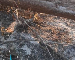 Equatorial faz alerta sobre os riscos de queimadas próximas à rede elétrica