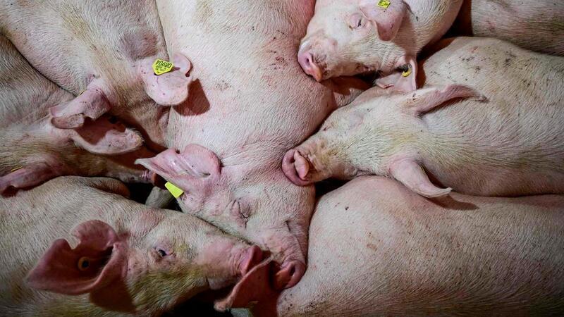 Cientistas revivem órgãos de porcos mortos; uma forma reversível de morte?  (Foto: Divulgação)