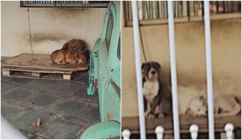 A veterinária constatou que os animais sofriam maus-tratos e estavam feridos e com sinais de desnutrição (Foto: Reprodução)