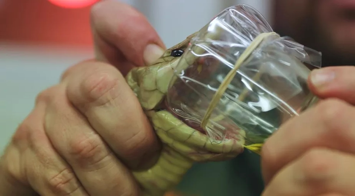 Cobra mais mortal da Austrália: 6 gramas de veneno mata 20 pessoas - Foto: Australian Reptile Park 