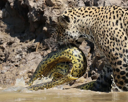 Guia flagra embate entre onça e sucuri em rio do Pantanal de MT; fotos