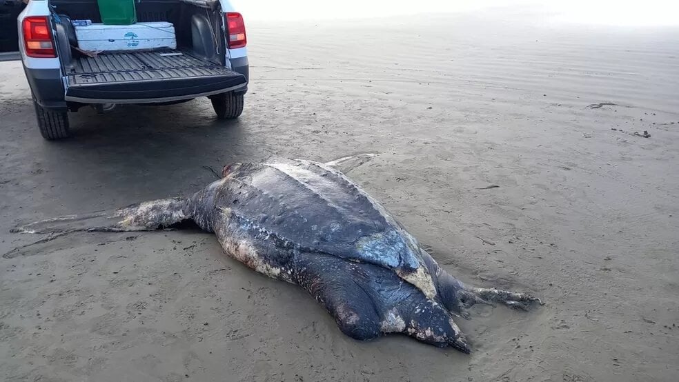 Necropsia da tartaruga de 2,11 metros precisou ser realizada na praia, em Peruíbe, devido o tamanho do animal. (Foto: Instituto Biopesca/Divulgação)