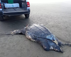 Tartaruga com mais de 2 metros e vulnerável à extinção é encontrada morta 