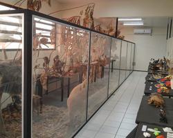 UFPI reabre exposição da maior coleção de história natural do Piauí