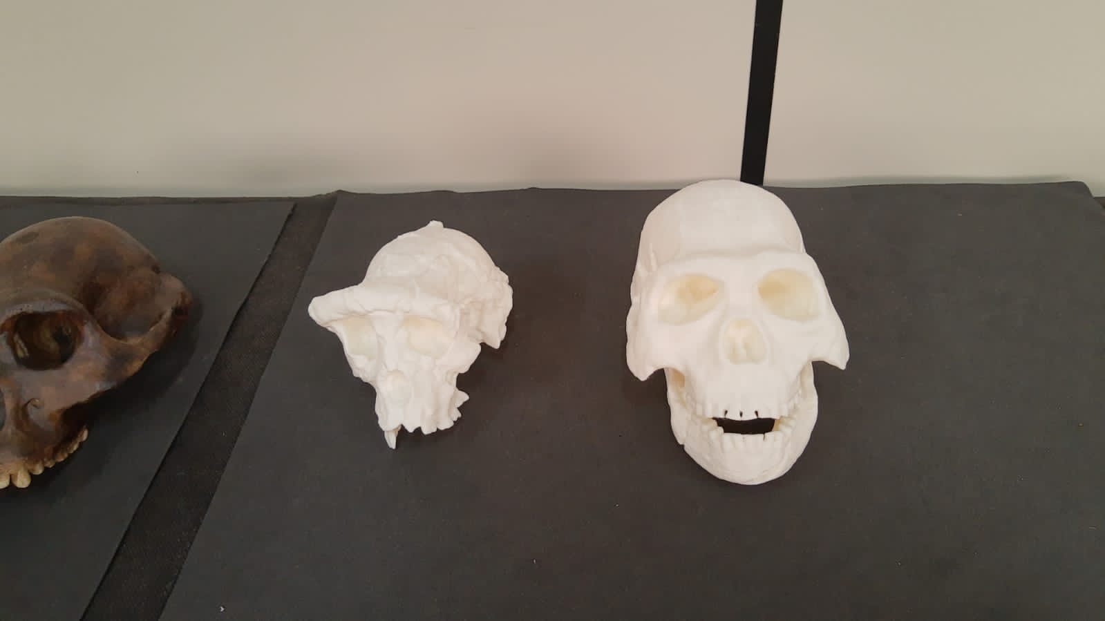 Réplicas em 3D impressas por meio de plástico biodegradável - Foto: Ascom