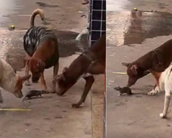 Rato enfrenta três cachorros e imagens viralizam; assista o vídeo