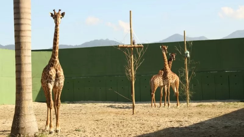 Girafas no zoológico do Bioparque (Foto: reprodução)