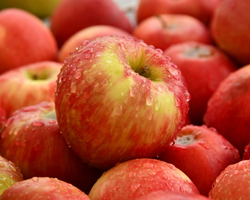 Superalimento: confira 8 super benefícios da maçã para sua saúde