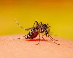 Mosquito Aedes aegypti é atraído pela cor vermelha, afirmam cientistas