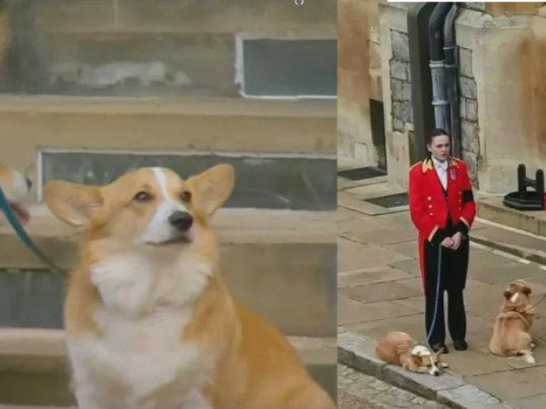 Os cães da  Rainha Elizabeth II (Foto Reprodução)