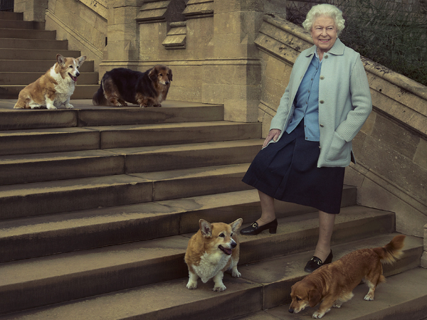 Os cães da  Rainha Elizabeth II (Imagem web)