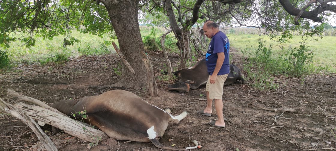 cerca de 40 vacas morrem apos tempestade com raios em duas cidades do piaui 46b27f28 9c9b 421a 8eae 113df56153b4