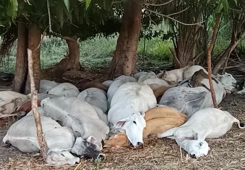 Vacas, bois e bezerros mortos no município de Manoel Emídio (Foto: reprodução)