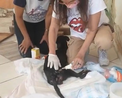 Cachorra com sinais de estupro é resgatada por ativistas em Teresina