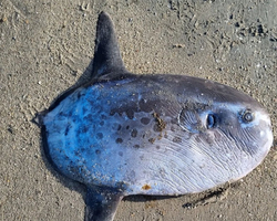 Peixe raro é encontrado morto encalhado em Cajueiro da Praia