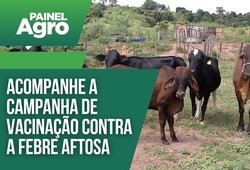 Campanha de Vacinação contra a febre aftosa no Piauí está encerrando