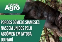 Porcos gêmeos siameses nascem unidos pelo abdômen em Jatobá do Piauí